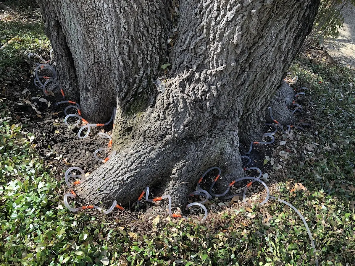 Detailed Tree Cabling and Bracing job site in Henriette