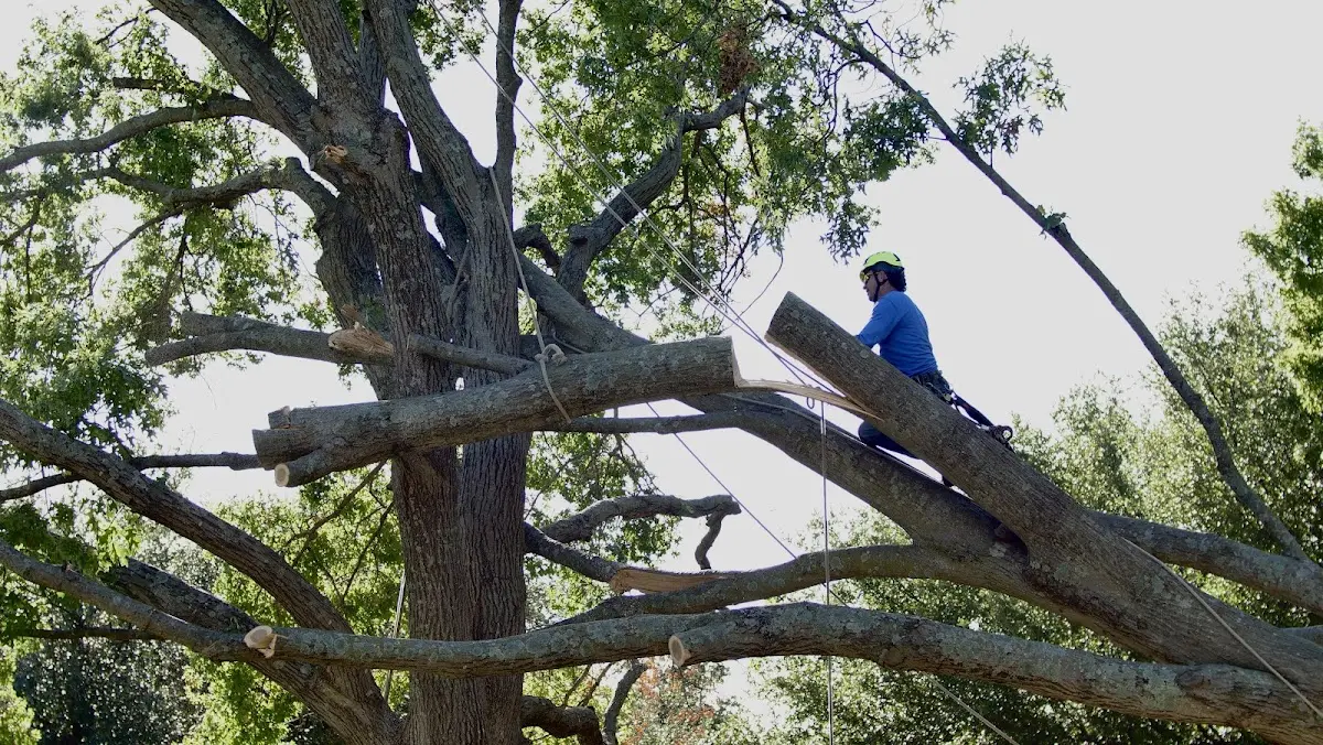 Professional Hazardous Tree Removal performed by certified arborists in Henriette
