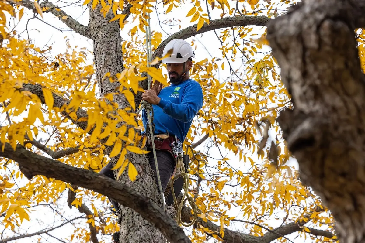 Skilled Tree Planing crew working in Henriette