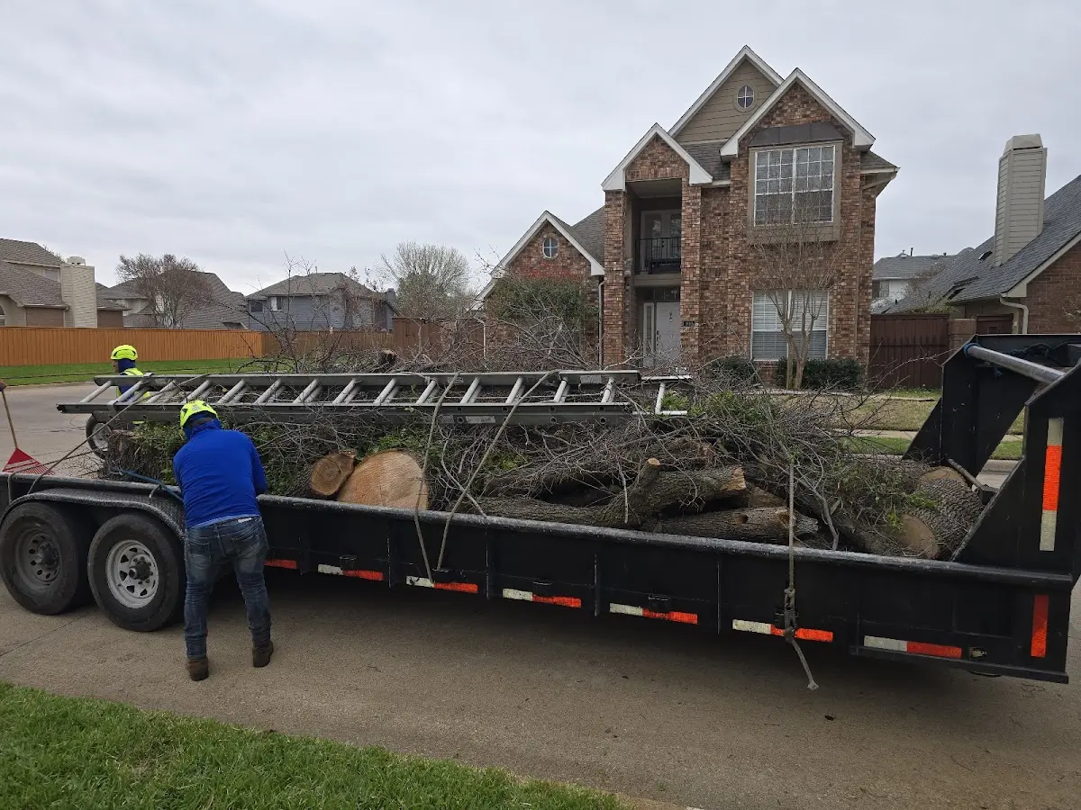 Expert Tree Pest Control with proper safety equipment in Henriette